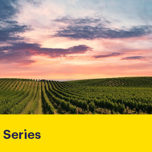 18 August 2026
The Future of Wine: Innovation in Aotearoa’s Vineyards