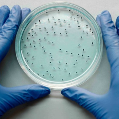 02 June 2026 
Professor Amanda Black contributes to national gene technology resources