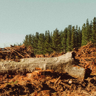 08 June 2026 
The Conversation: New forestry rules promise consistency. Will they also increase environmental risk?
