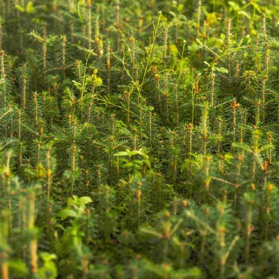 15 June 2026 
Smart Ideas extension supports innovative fight against pine tree disease