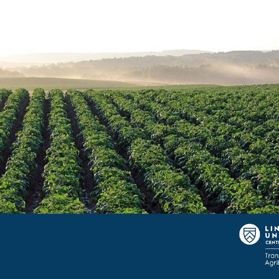 25 February 2025
Harnessing Integrated Pest Management for Sustainable Potato Production