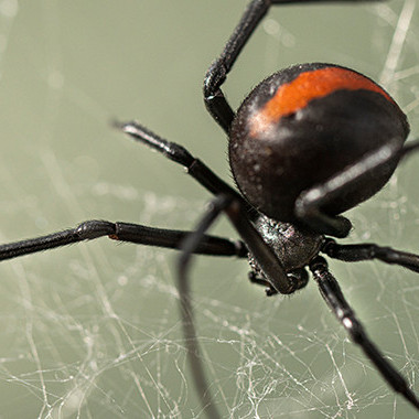 15 July 2026
Cracking the redback code: Pheromones point to smarter pest control