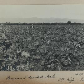 Lincoln Farm - Thousand headed kale 1918