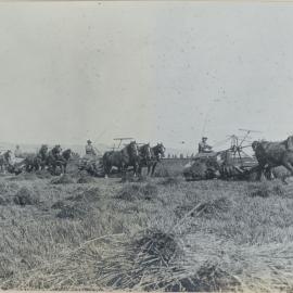 Lincoln Farm - Lincoln College Harvest. c. 1918