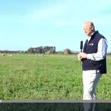 How to avoid destroying set stocked lucerne