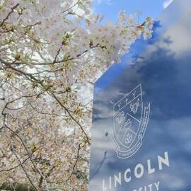 Cherry Blossoms at Lincoln University