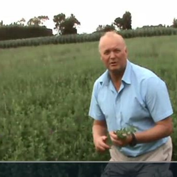 Preparing for first graze or cut of spring sown lucerne