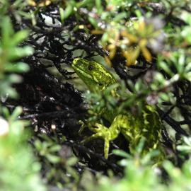 Hidden in the branches, a West Coast green gecko enjoying a pocket full of sunshine.
