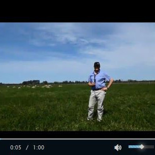 Rotational grazing of lucerne