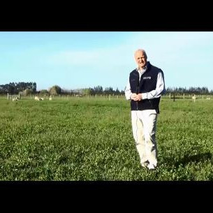 How to successfully set stock lucerne during lactation