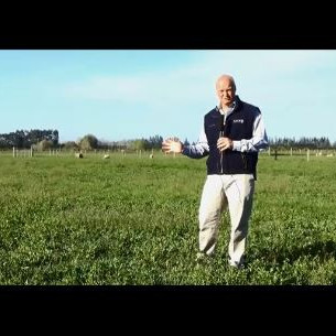 Deterioration of set stocked lucerne stands