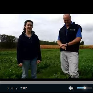 Status of a spring sown lucerne cultivar evaluation in early autumn