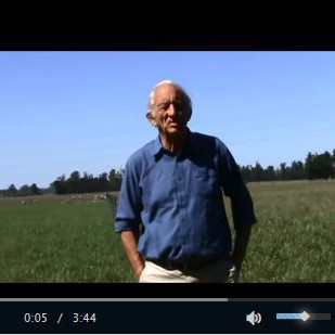 Recovery of the cocksfoot/sub/balansa pasture following January rains