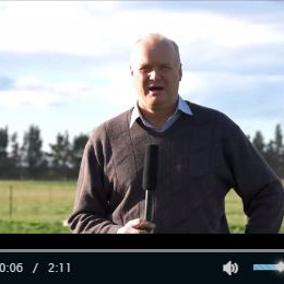 Grazing begins in the lucerne monocultures