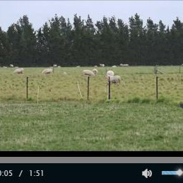 State of lucerne monocultures and lucerne-grass mixes in early spring