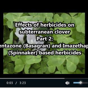 Herbicides on subclover 2