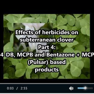 Herbicides on subclover 4
