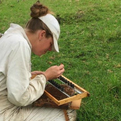 3 August 2016
Financial sting from honeybee loss