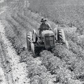 1951 Diploma student moulding potatoes