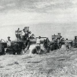 1951 Diploma students harvesting grass-seed