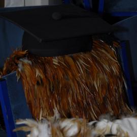 2008 Rā Whakamana 241