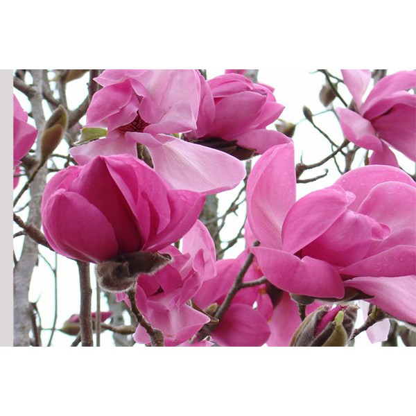 Magnolias