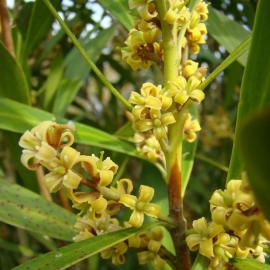 Toronia toru 1