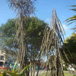 Pseudopanax ferox 1