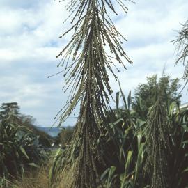 Pseudopanax ferox 4