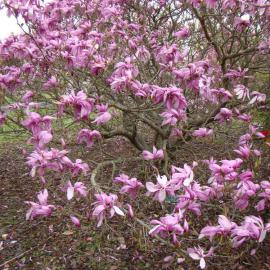 Magnolia Betty 1