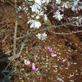Magnolia Burgundy 1
