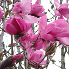 Magnolia Burncoose Purple 1