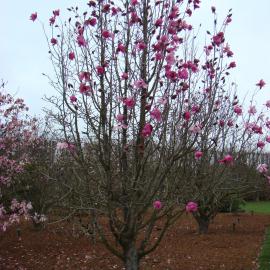 Magnolia Burncoose Purple 2