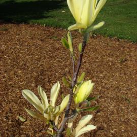 Magnolia Butterflies 1