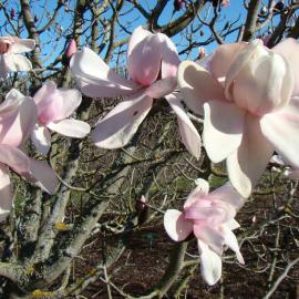Magnolia Campbellii 1