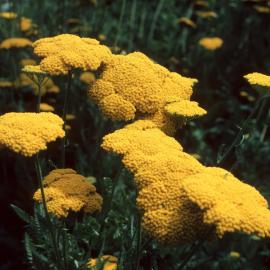 Achillea filipendulina 2