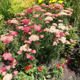 Achillea millefolium cv.