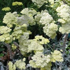 Achillea