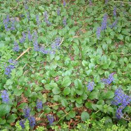 Ajuga reptans Jungle Beauty