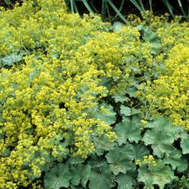 Alchemilla mollis