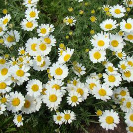 Anthemis punctata var. cupaniana 2