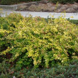 Abelia x grandiflora Frances Mason 1