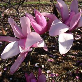 Magnolia Early Rose 2