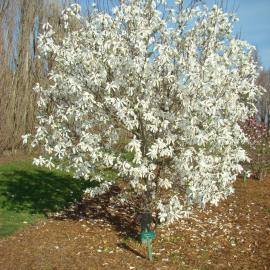 Magnolia Edward Kehr 2