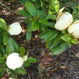 Magnolia Freeman 2