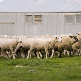 Telford farm mob of sheep