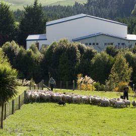 Telford farm moving sheep