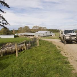 Telford farm sheep and yards
