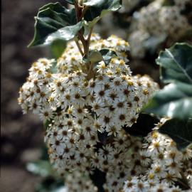 Olearia arborescens 2