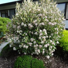 Olearia avicenniaefolia 1